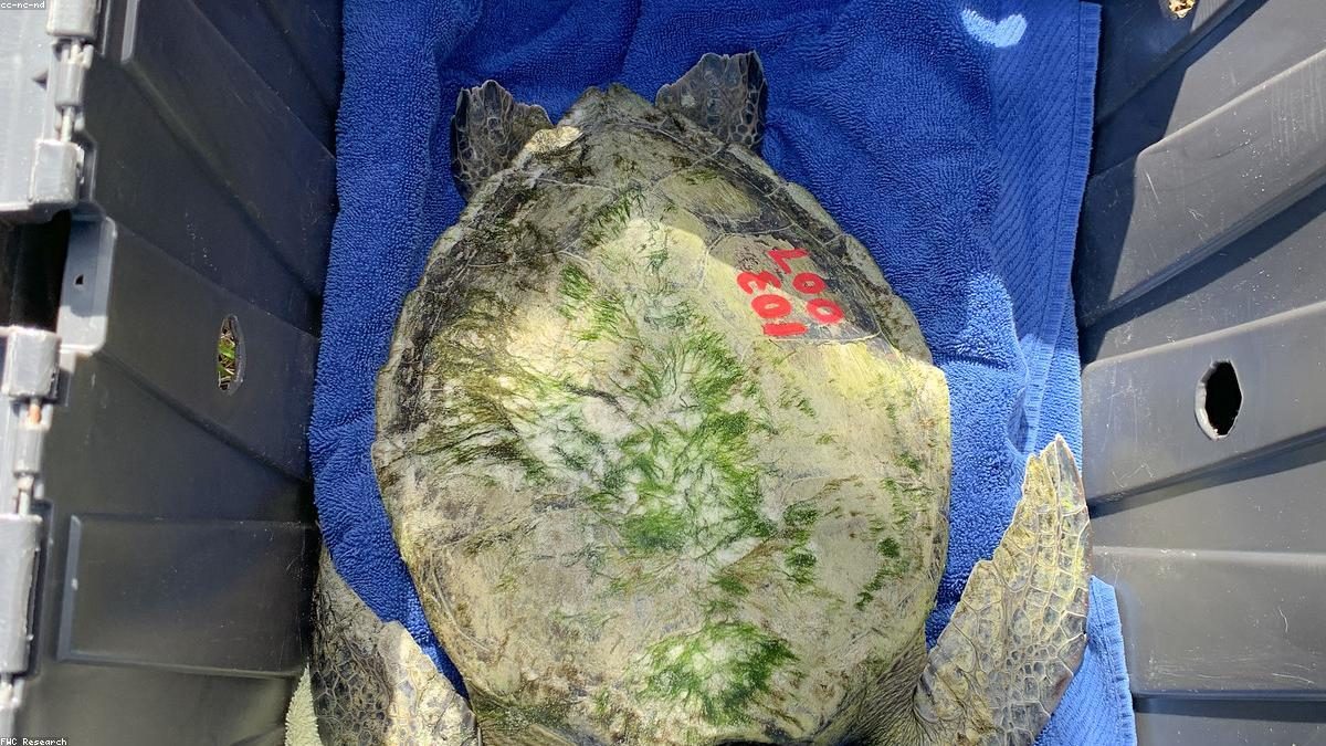 Tirzepatida: O 'Santo Graal' no Tratamento da Esteatose Hepática